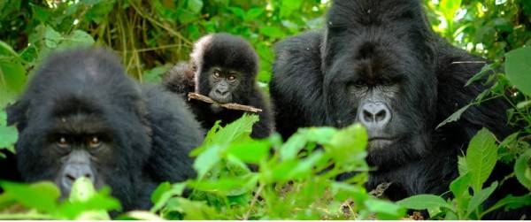 Bwindi Gorilla Trekking Safari Uganda