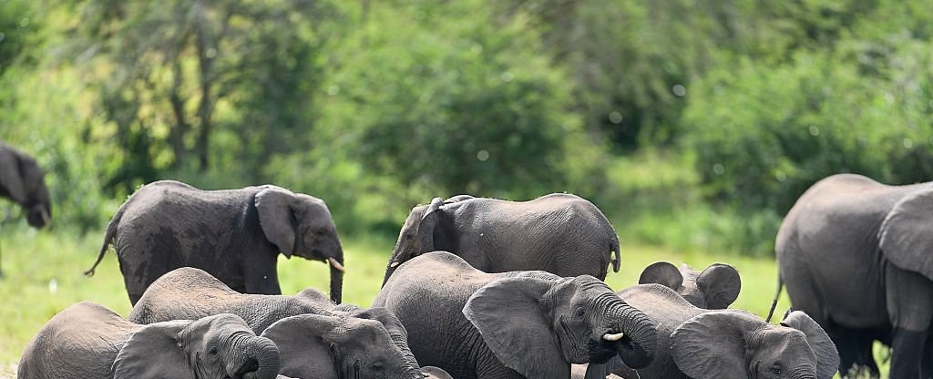 WESTERN UGANDA SAFARI LOOP