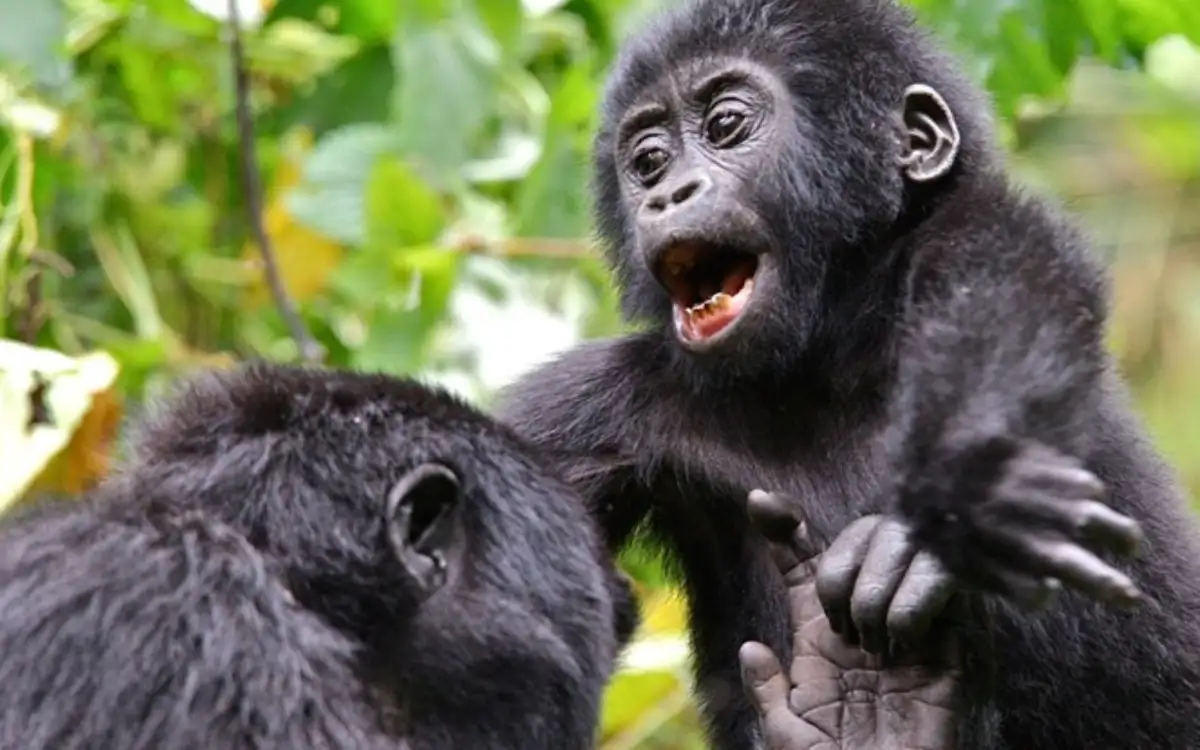 4 Days Congo gorillas & Nyiragongo