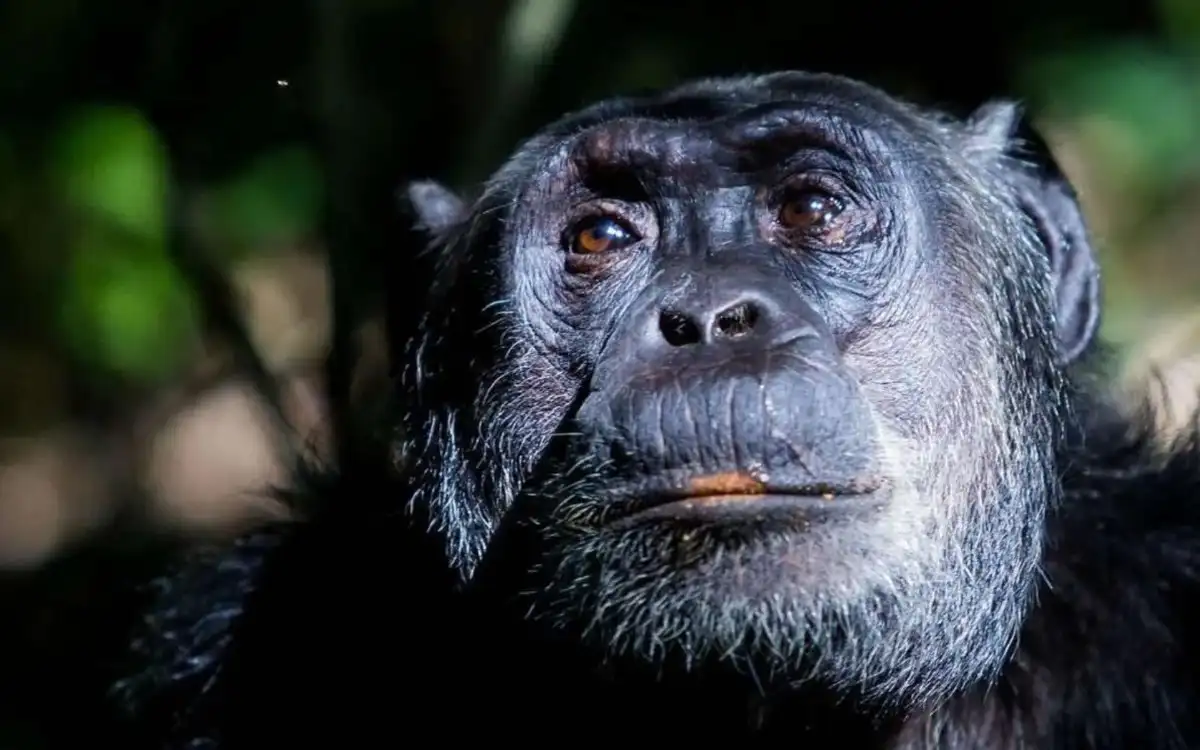 -Gorilla-and-Chimpanzee-Trekking