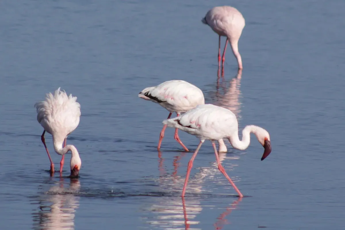 Rwanda Birding Tours