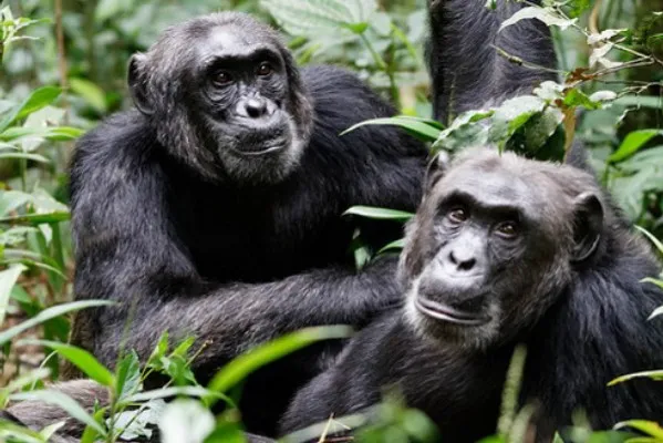 3 Days Nyungwe Primates Tour
