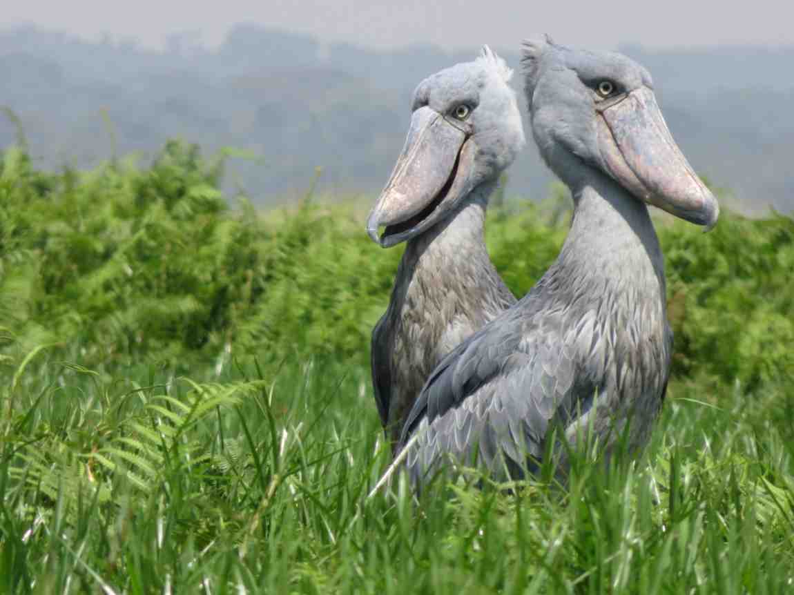 Uganda Birding Tours