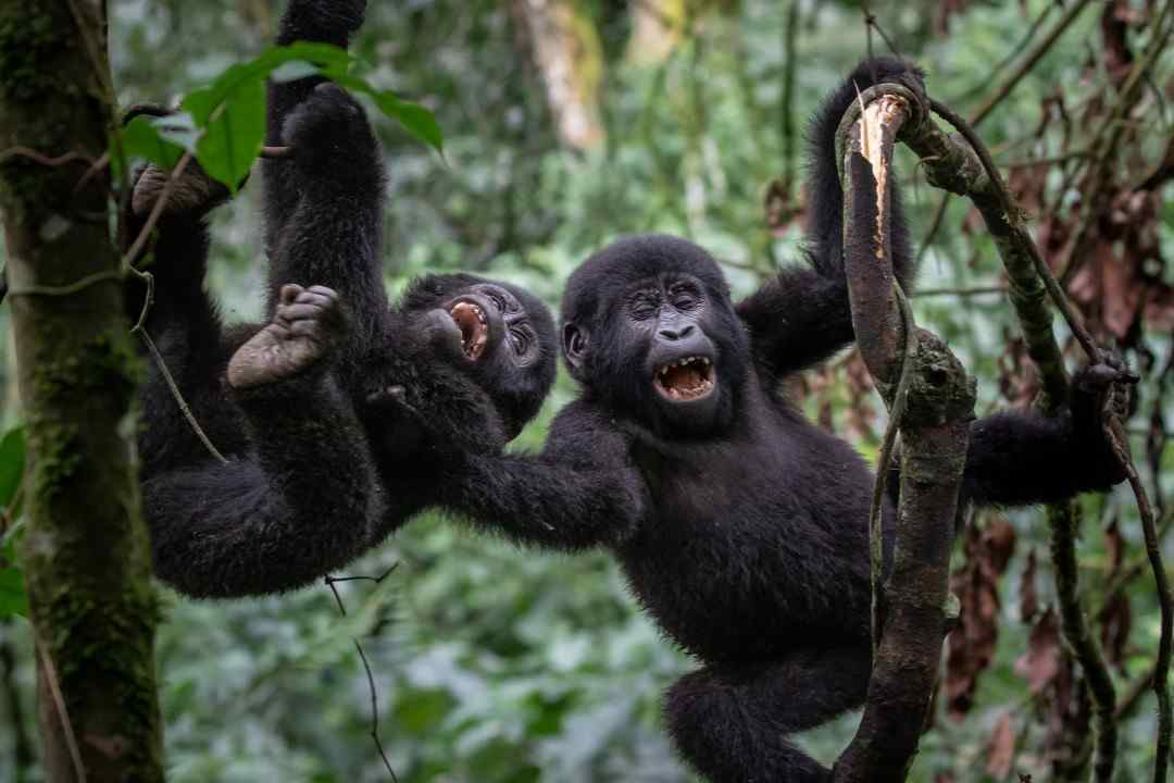 Uganda gorilla trekking safari in Bwindi Impenetrable National Park