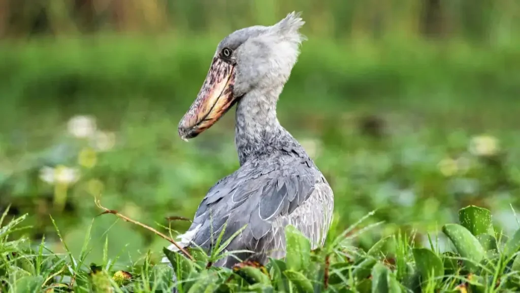 Shoebill Uganda Tours & Safaris | Mfumo Shoebill Safaris