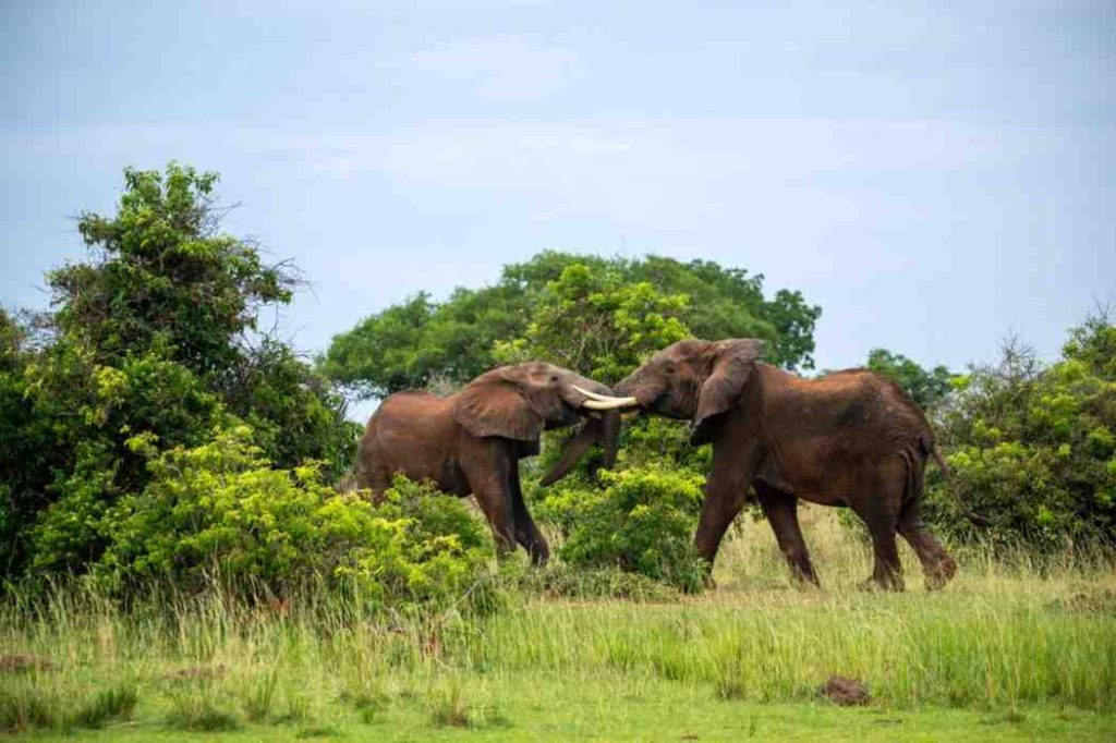 Akagera National Park