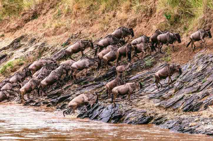 Maasai-Mara
