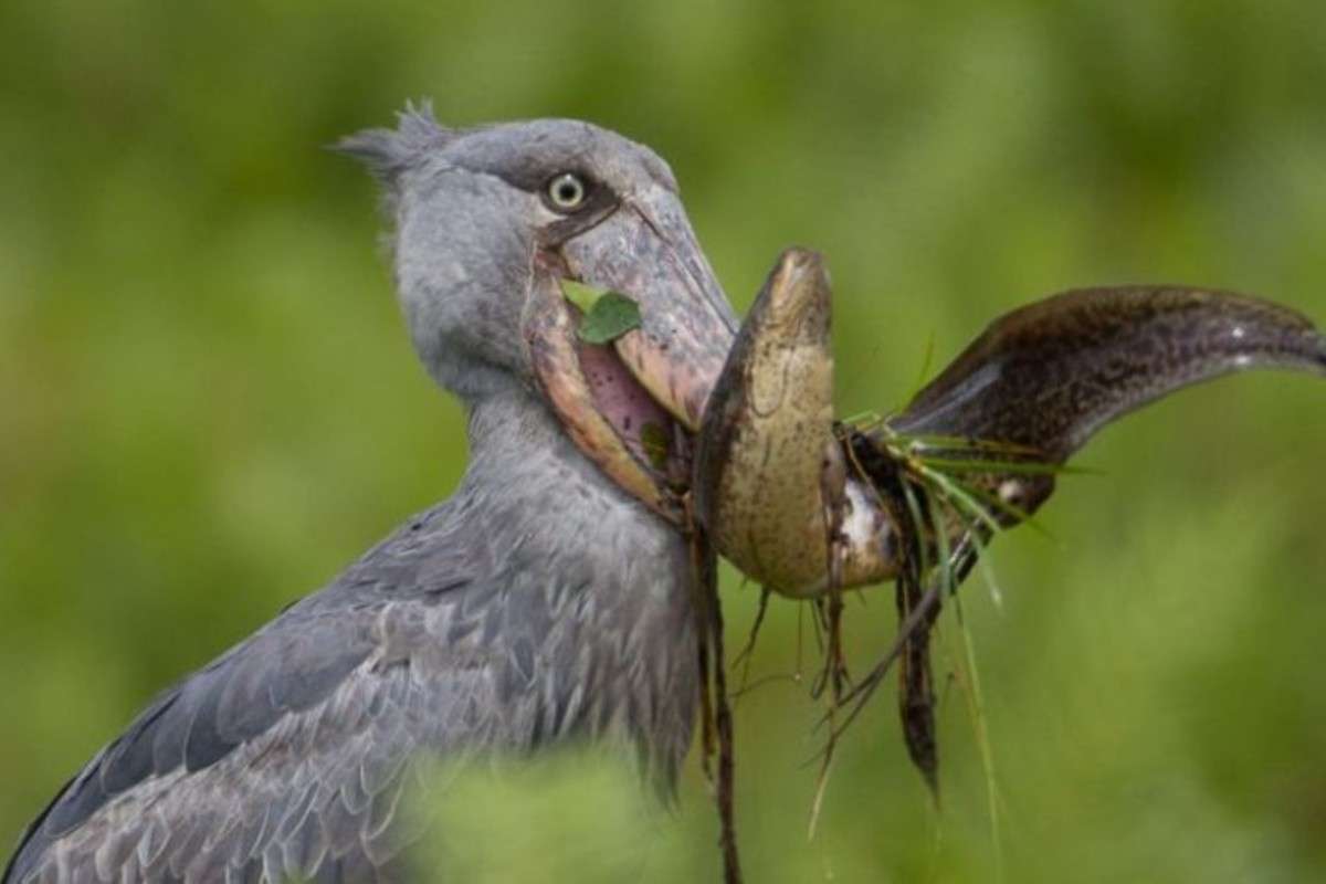 1 Days Shoebill Tracking In Mabamba