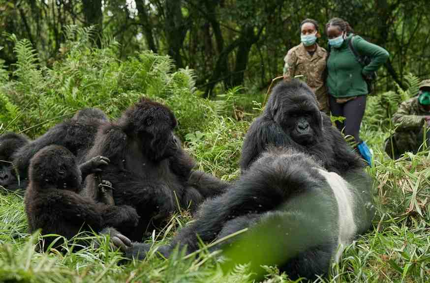 gorilla by taking this tour to Bwindi Impenetrable Forest National Park in Uganda.